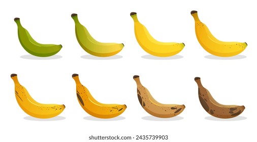 Banana ripeness stages. Different organic fruit peel color from green to brown, organic rotten and fresh ripe fruit. Vegetarian healthy food vector set of banana ripen and rot stage illustration