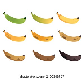 Banana ripeness stages. Different organic fruit peel color from green to brown, organic rotten and fresh ripe fruit. Vegetarian healthy food vector set of banana ripen and rot stage illustration.