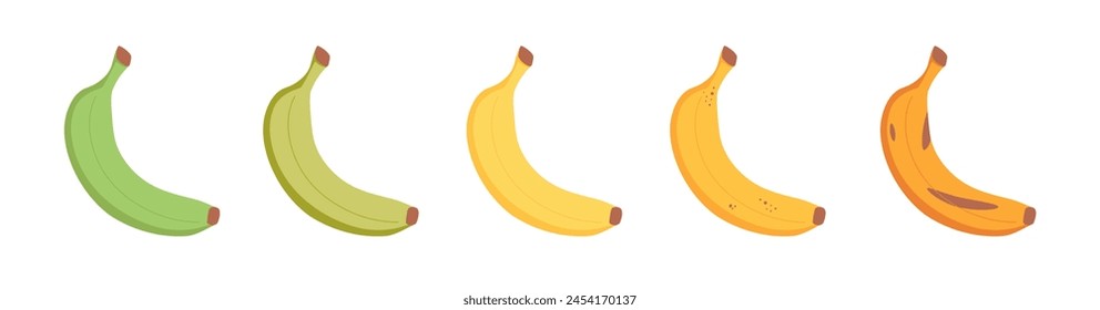 Banana ripeness stages. Different organic fruit peel color from green to brown, organic rotten and fresh ripe fruit. Vegetarian healthy food vector set of banana ripen and rot stage illustration