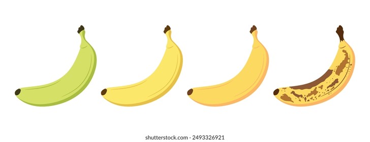 Banana ripeness stages set. From green underripe banana to overripe banana with brown spots. Fresh ripe and organic rotten fruit. Vector illustration