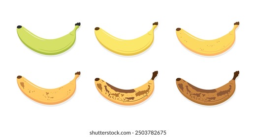 Banana ripeness stages set. From green underripe banana to overripe banana with brown spots. Fresh ripe and organic rotten banana fruit. Vector illustration