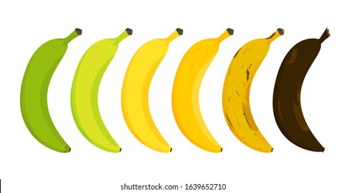 Banana ripeness stages vector isolated. From unripe to rotten. Green, yellow and brown banana skin. Healthy nutrition.