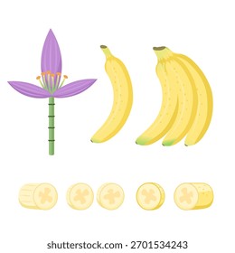 Banana set, flor. Ilustración vectorial para estampado, fondos, fundas y embalaje. La Imagen se puede utilizar para tarjetas de felicitación, carteles, pegatinas y textiles. Aislado sobre fondo blanco.