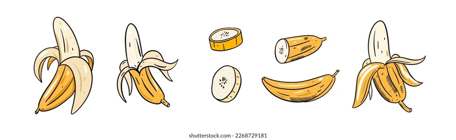 Banana set hand drawn outline sketch style vector illustration