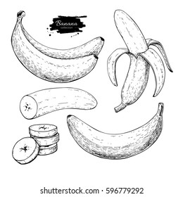 Banana set vector drawing. Isolated hand drawn bunch, peel banana and sliced pieces.  Summer fruit engraved style illustration. Detailed vegetarian food. Great for label, poster, print