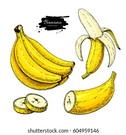 Banana set vector drawing. Isolated hand drawn bunch, peel banana and sliced pieces.  Summer fruit artistic  style illustration. Detailed vegetarian food. Great for label, poster, print