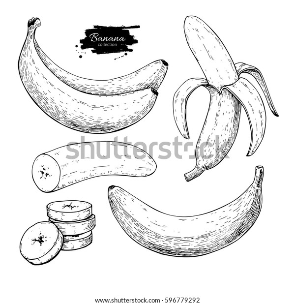 Banana Set Vector Drawing Isolated Hand Stock Vector (Royalty Free ...