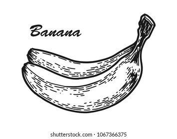 Banana Sketch Engraved