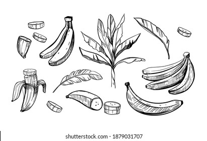 Banana sketch set. Black outline illustrations, Vector on transparent background