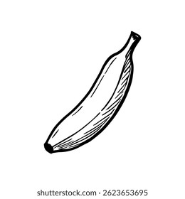 Banana sketch. Vector illustration. Hand drawing. Engraving style.