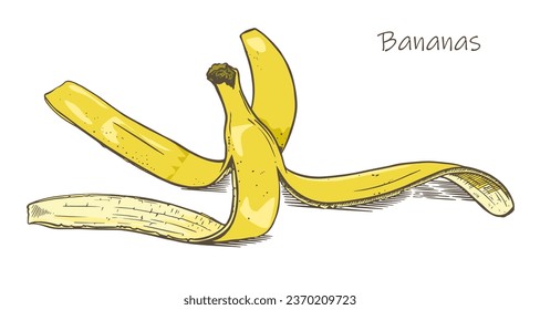 Banana skin sketch style. Tropical fruit. Doodle color illustration. Isolated on white background. Vector.