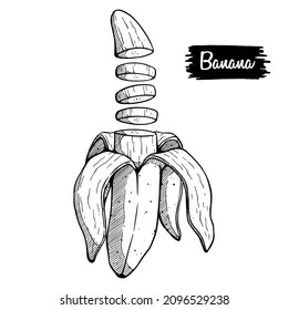 Banana slice vector drawing. Isolated hand drawn bunch, peel banana and sliced pieces. Summer fruit engraved style illustration. Detailed vegetarian food. Great for label, poster, print