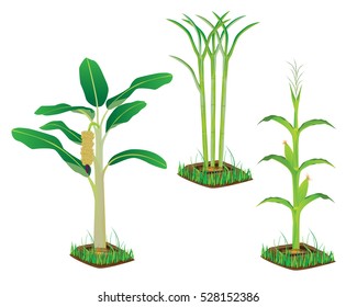 banana sugar cane corn plant vector design