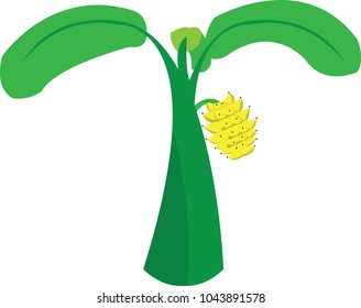 The banana tree