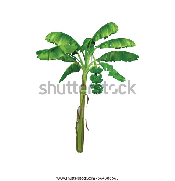 Banana Tree Stock Vector (Royalty Free) 564386665