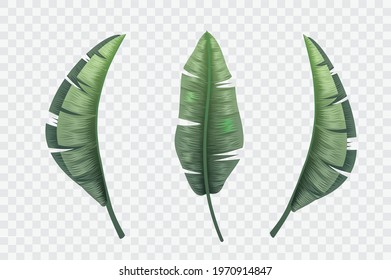 Banana Tree Background  Illustration Png