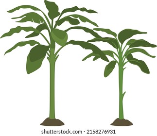 banana tree with big bright green leaves