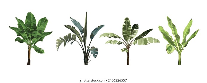 Banana tree big set. Palm plant. Indoor plant for your decor.