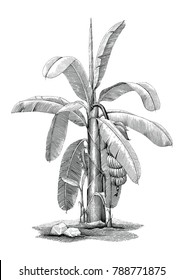 Banana Tree Botanical Hand Drawing Vintage Clip Art