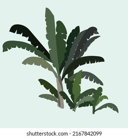 Banana Tree Bush Simple Illustration In Green Background A Couple Of Banana Tree Aesthetic Plant