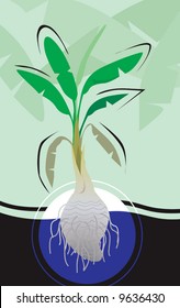 banana tree with cross section in land	