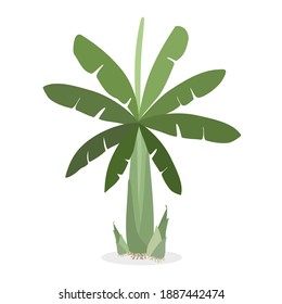 Banana tree flat design style.Isolated on white background.Vector illustration about banana.