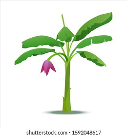 Banana tree with Banana flower on white background