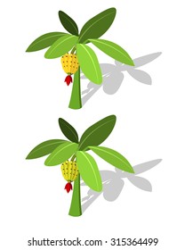Banana tree with banana fruit in flat style with long shadow