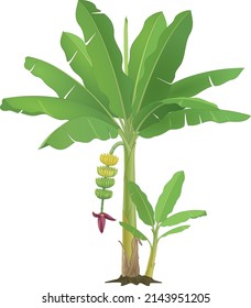 Banana Tree With Fruit And Sucker, Vector Illustration, Isolated On White Background