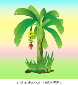 Banana tree, fruit vector illustration