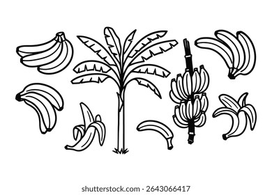 Banana Tree and Fruits Vector Line Art Illustration for Tropical Nature and Food Design