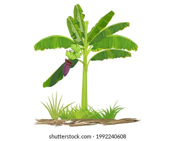 Banana tree and green leaves with handwritten vector illustration