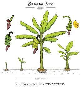 Banana tree growth stages infographic elements. Banana tree Package. set of 
Banana tree illustration.