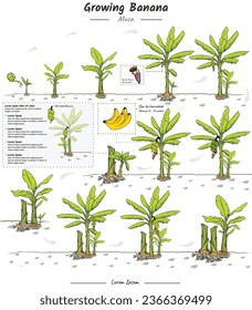 El crecimiento de los árboles plátanos estadios elementos infográficos. cultivo de la ilustración de árboles plátanos a partir de semillas para ser cosechadas en vectores. Se puede usar para temas como biología o afiche educativo.