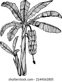 Banana tree hand drawing, engraving, ink, line art, vector illustration