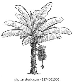 Banana Tree Illustration, Drawing, Engraving, Ink, Line Art, Vector