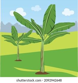 Banana Tree Illustration Garden Sky Background Stock Vector (Royalty ...