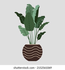 banana tree illustration graphic element for poster, book, banner, postcard, botany, indoor flowers.