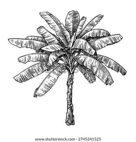 Banana tree. Isolated ink sketch. Hand-drawn vintage engraving illustration.