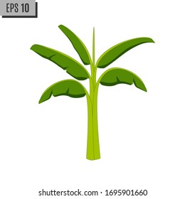 Banana tree isolated on a white background. Editable.