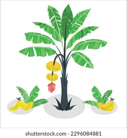 Banana tree isolated on white background with clipping paths for garden design. Economic crops of tropical countries are gaining popularity. Banana palm tree vector design. Banana leaves, Bananas