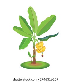 Banana tree isolated on white background. Vector art illustration