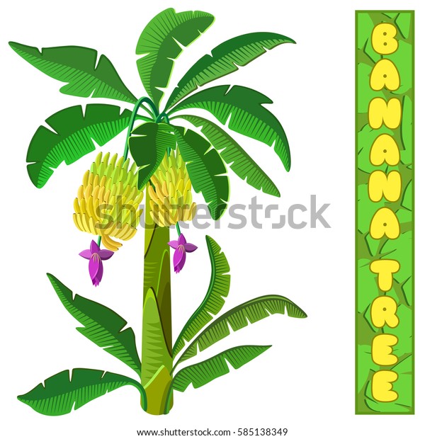 Banana Tree Isolated On White Background Stock Vector Royalty