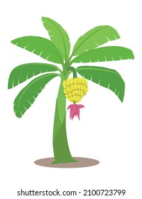 banana tree leaf flower yellow nature vector illustration fruit