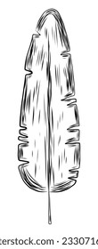 Banana tree leaf in hand drawn outline style