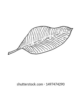 Banana tree leaf. Line art doodle sketch. Black outline on white background. Picture can be used in greeting cards, posters, flyers, banners, logo, botanical design etc. Vector illustration. EPS10
