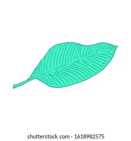 Banana tree leaf. Line art doodle sketch. Mint green on white background. Picture can be used in greeting cards, posters, flyers, banners, logo, botanical design etc. Vector illustration. EPS10