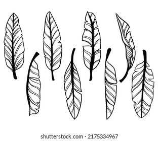 Banana Tree leaf's Vector Silhouettes Collections