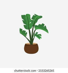 Banana tree with leaves in flower pot. Palm plant. Indoor plant for interior decor.