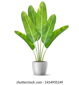 Banana tree leaves in flower pot.Palm plant. Indoor plant for interior decor. Isolated on white background.